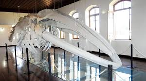 Museu de Pesca